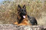 BERGER ALLEMAND 078